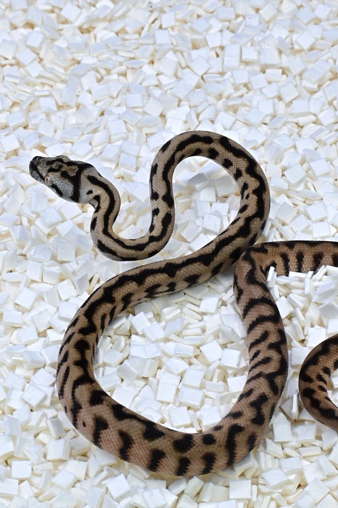 MD Jag 100% Het Silver Pepper 50% Het Albino (Female)