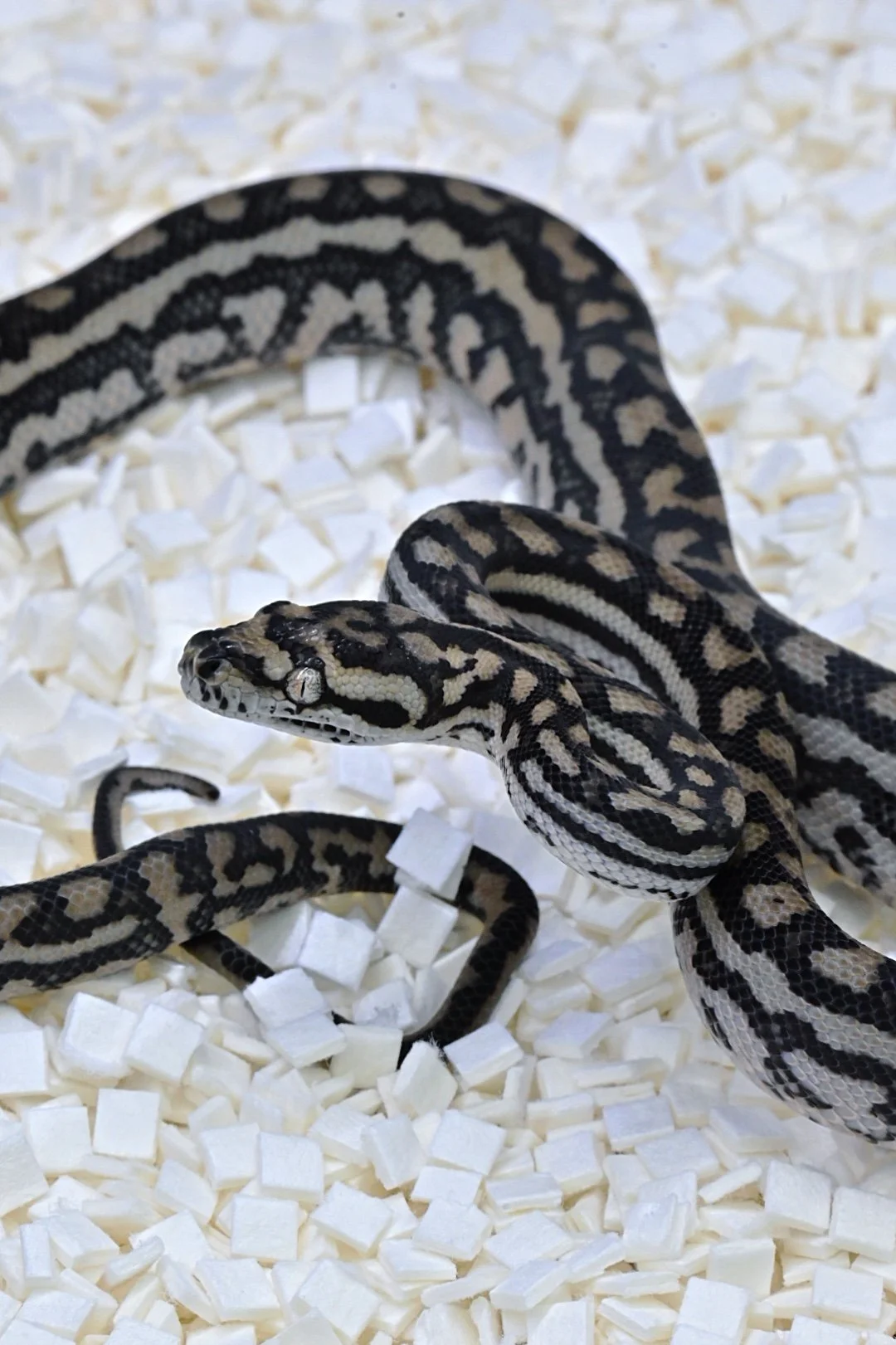 75% Murray Darling 100% Het Silver Pepper (Male)