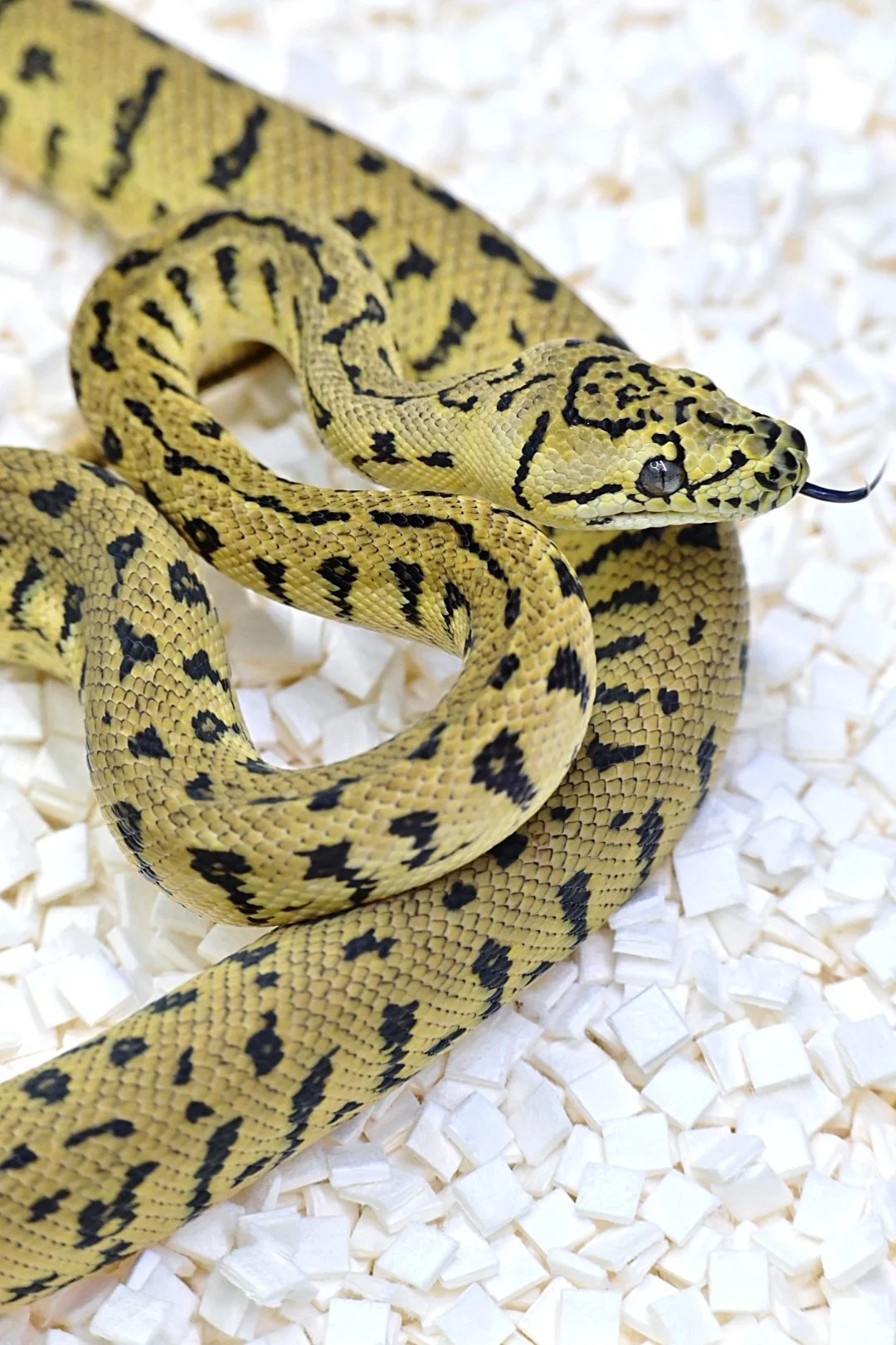 Granite Jag 50% Het Axanthic (Male)