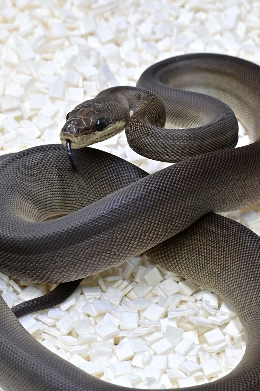 Olive Python (Female)