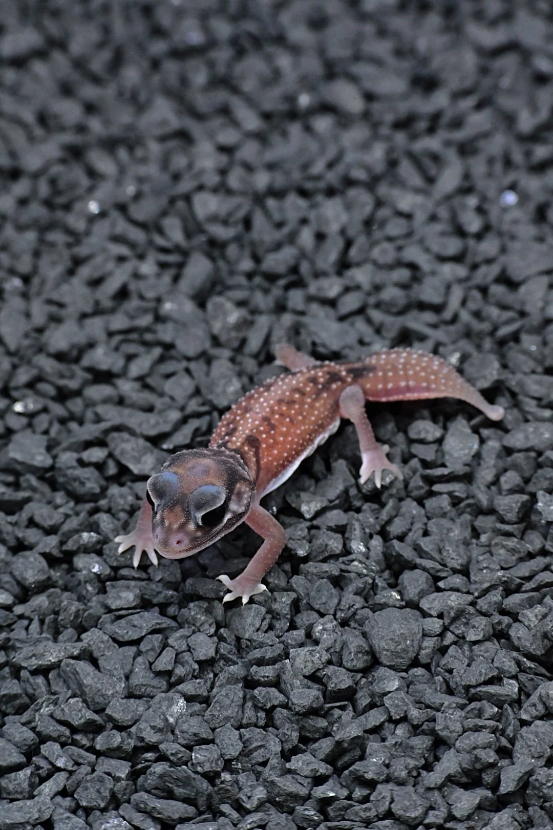 Smooth Knob Tail Gecko 66% DH Albino/ Patternless (unsexed)