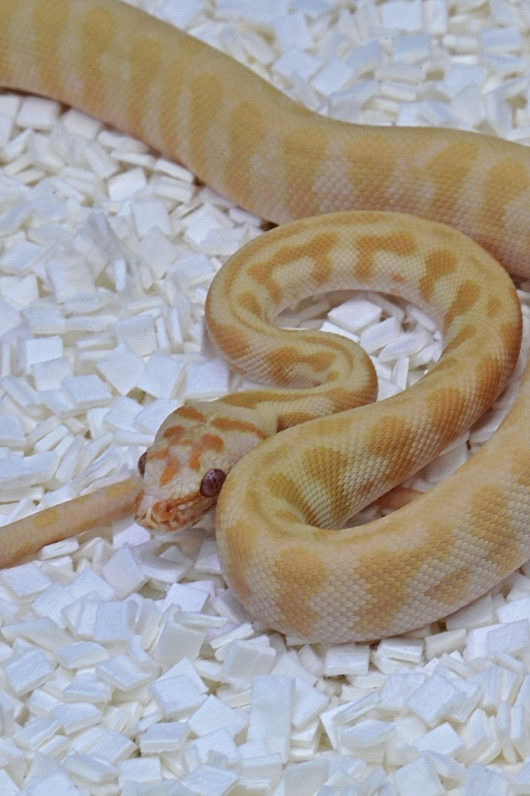 Sunglow Jag 66% Het Granite 50% Het Ax (Male)