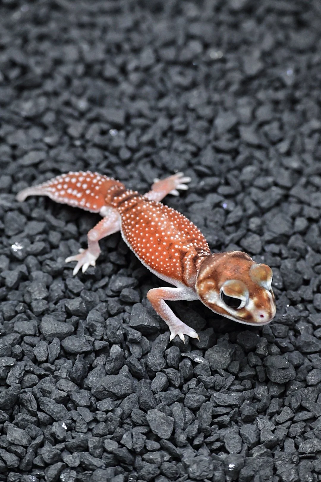 66% DH Albino/ Patternless (Male)