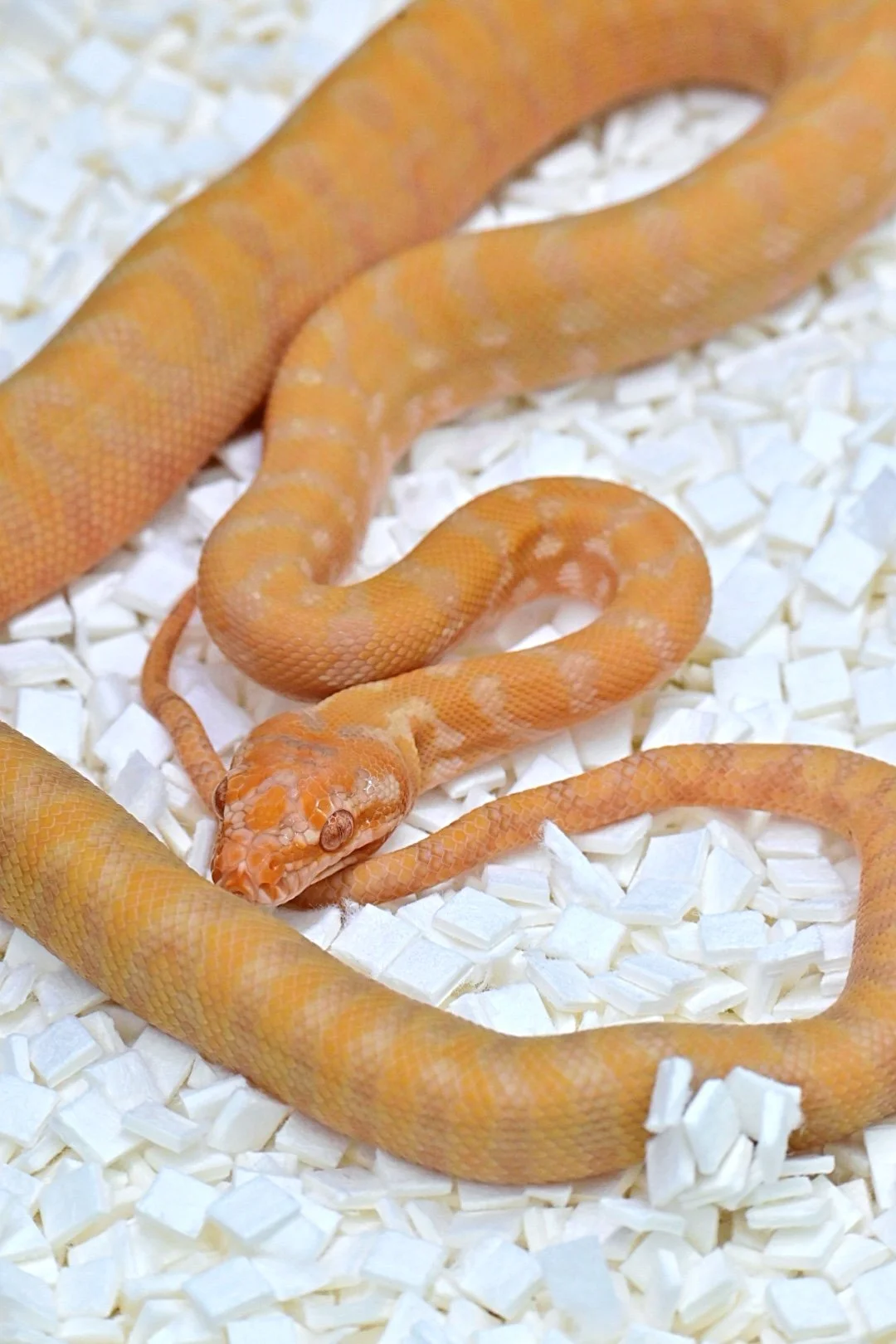 Sunglow 50% Het Axanthic (Female)