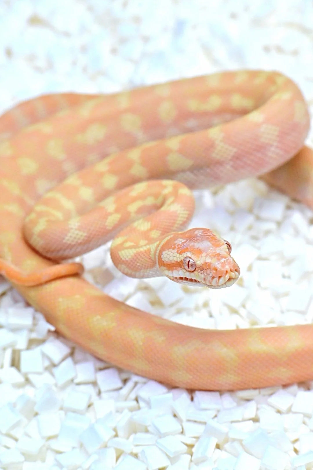 Albino Bredli 50% Het Axanthic (Male)