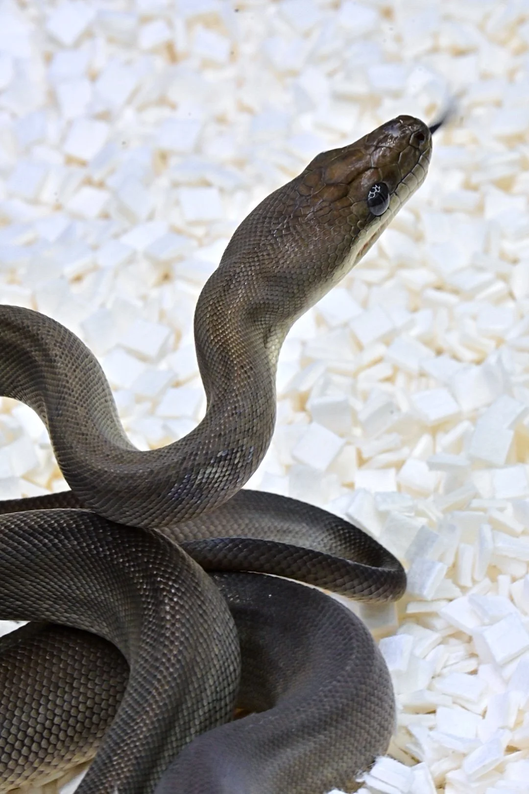 Olive Python (Female)