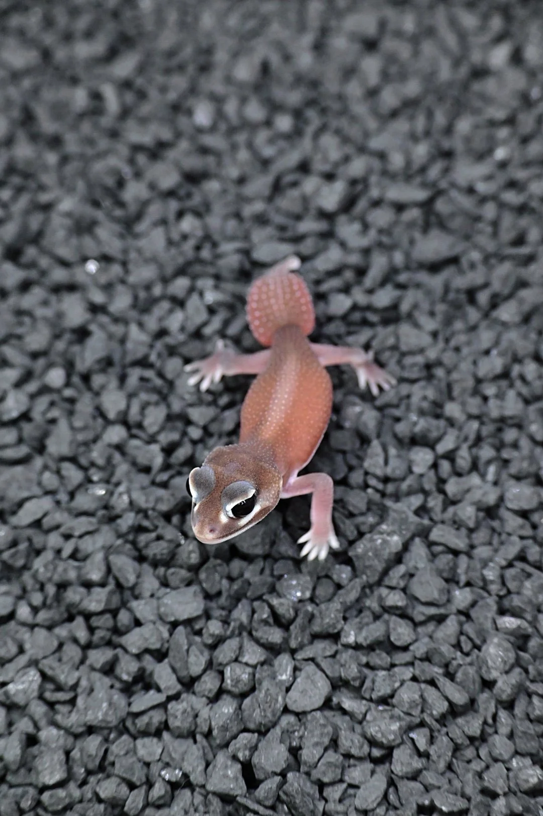 HW Patternless (Female)