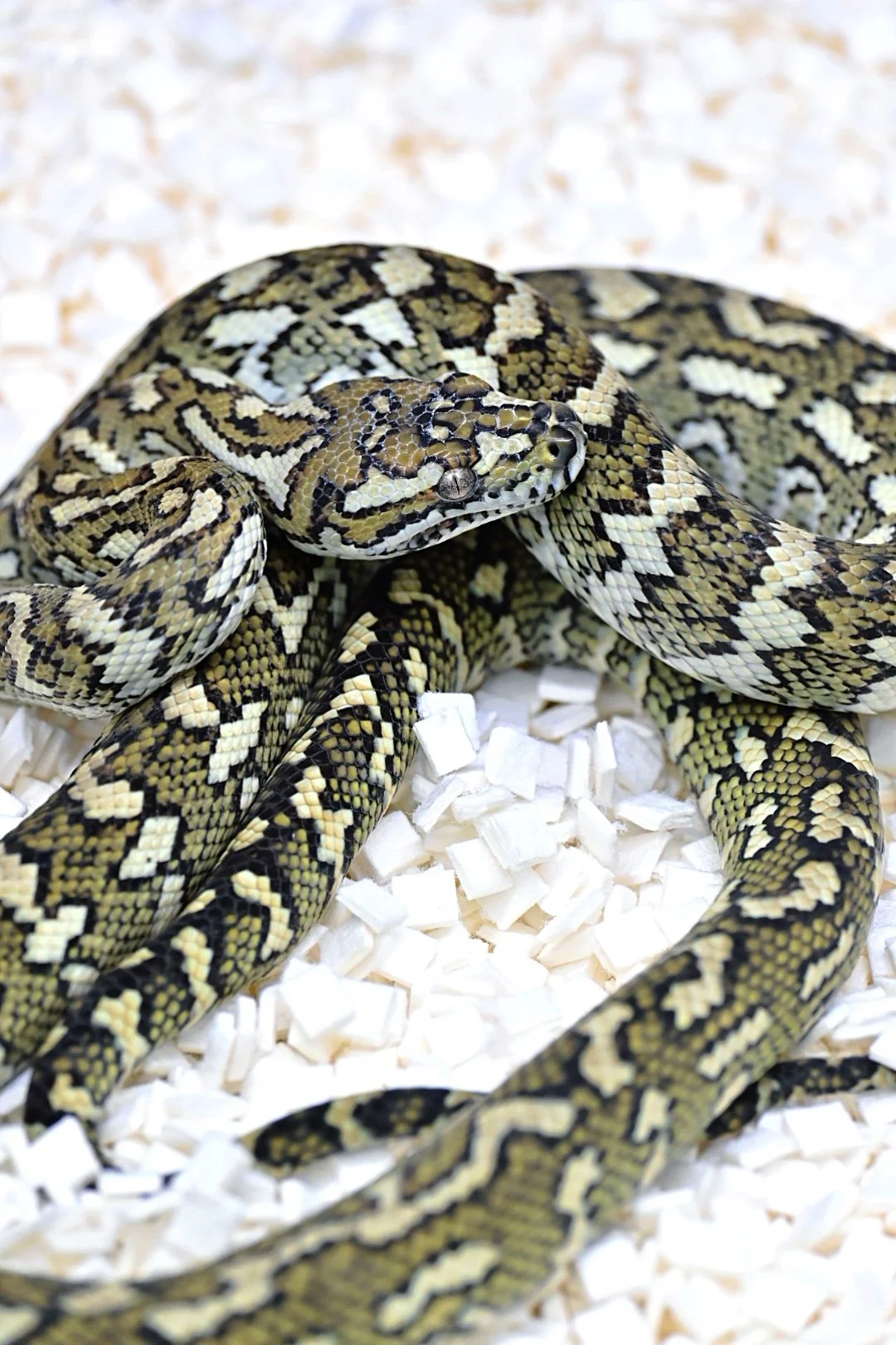 Royal Red Jungle (Male)