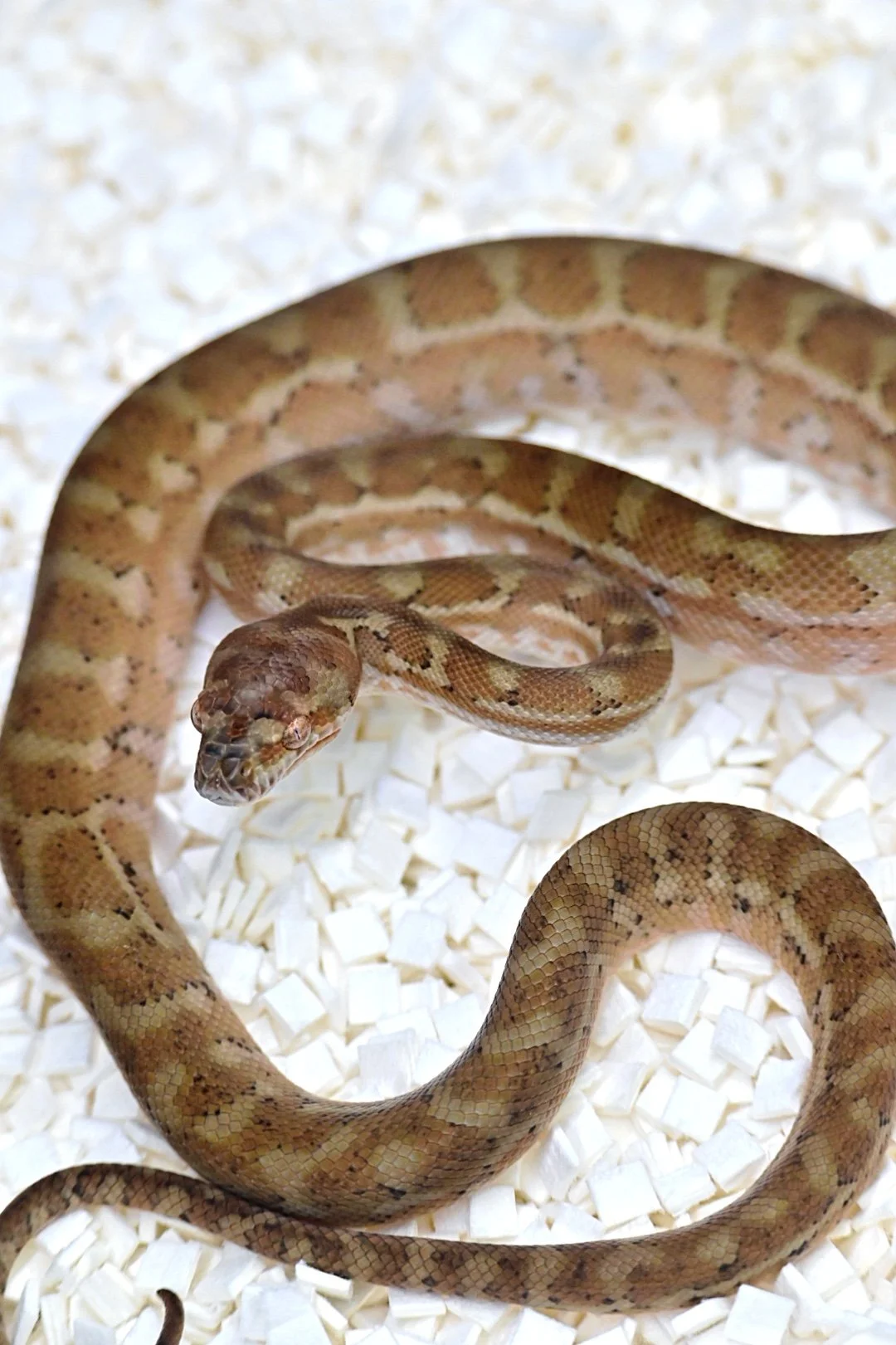 Hypo Coastal 100% Het Axanthic (Female)