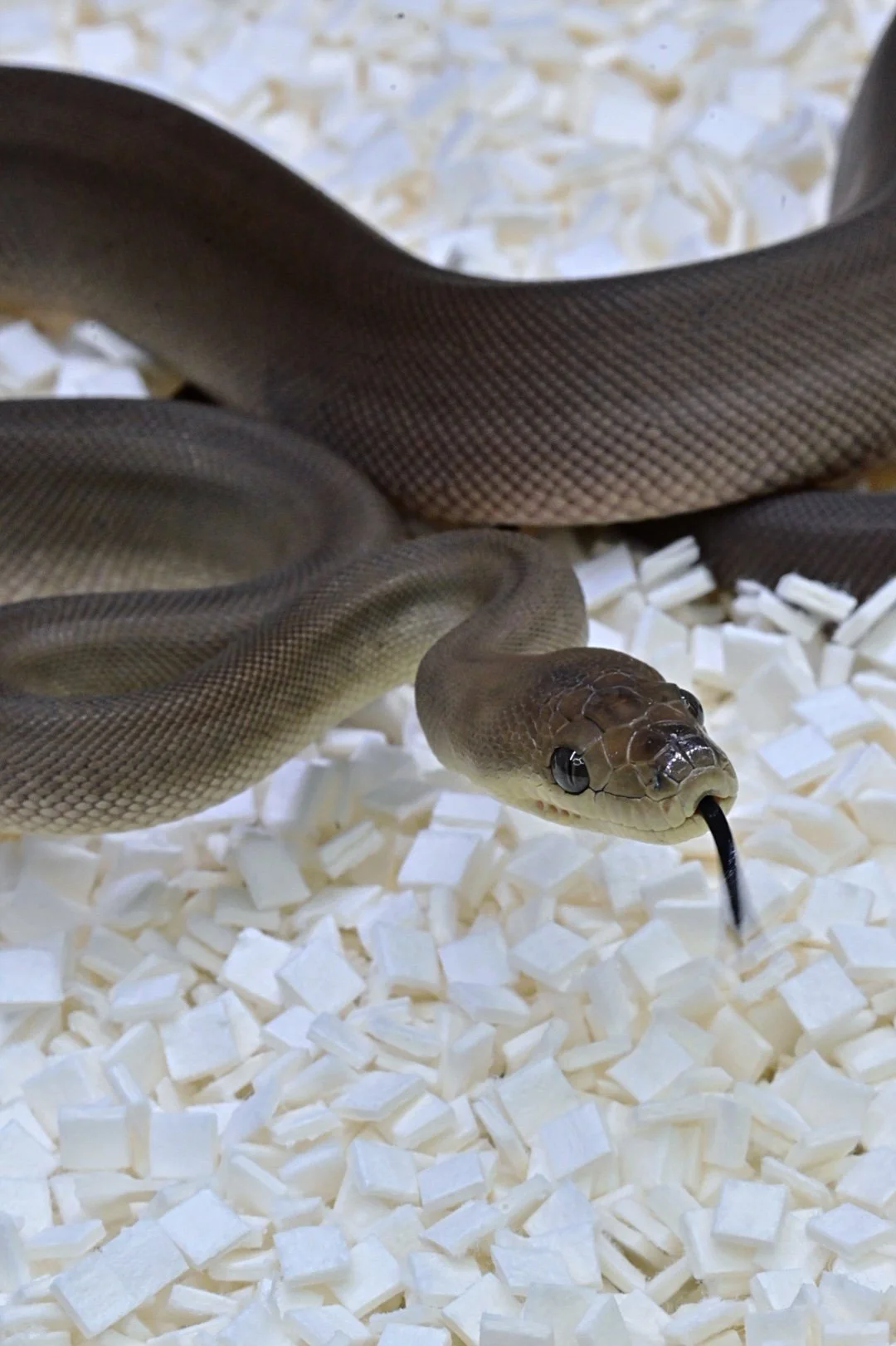 Olive Python 100% Het Albino (Female)