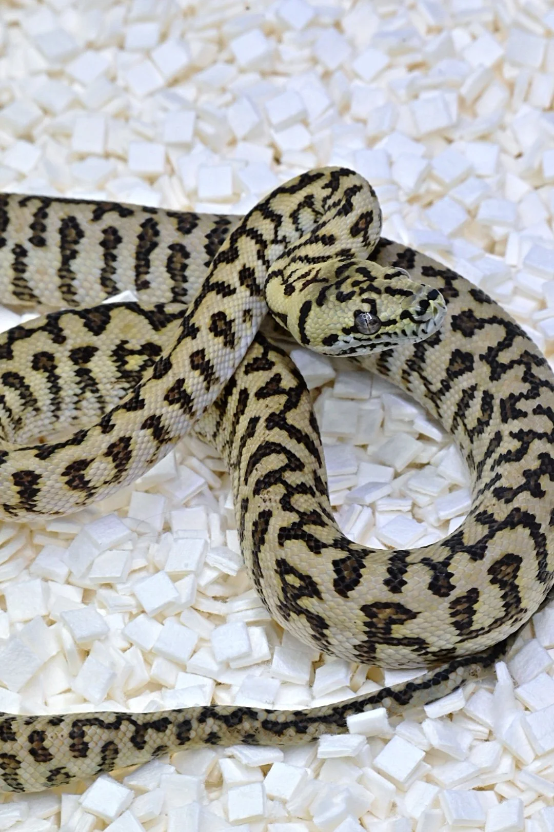 Zebra Jag 100% Het Granite 66% Het Ax (Male)