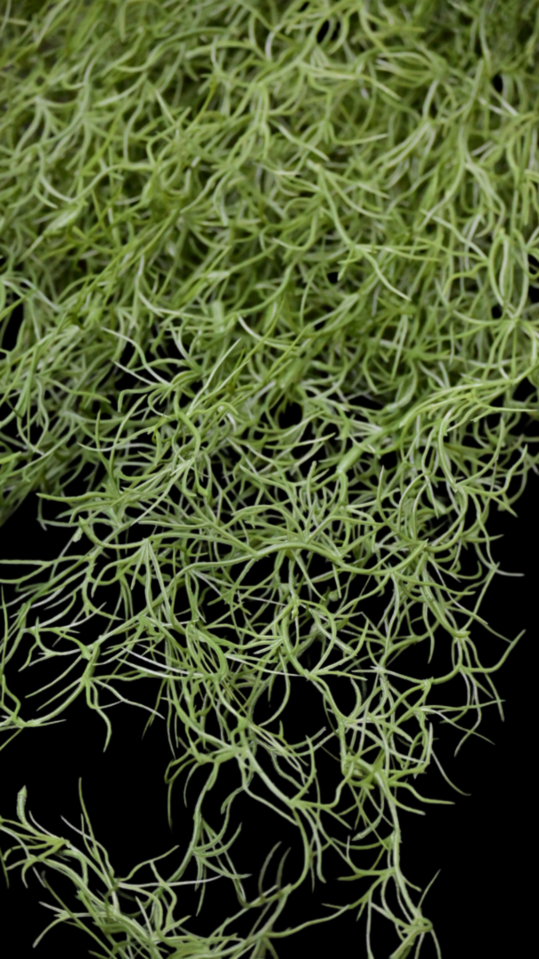 Spanish Moss Garland