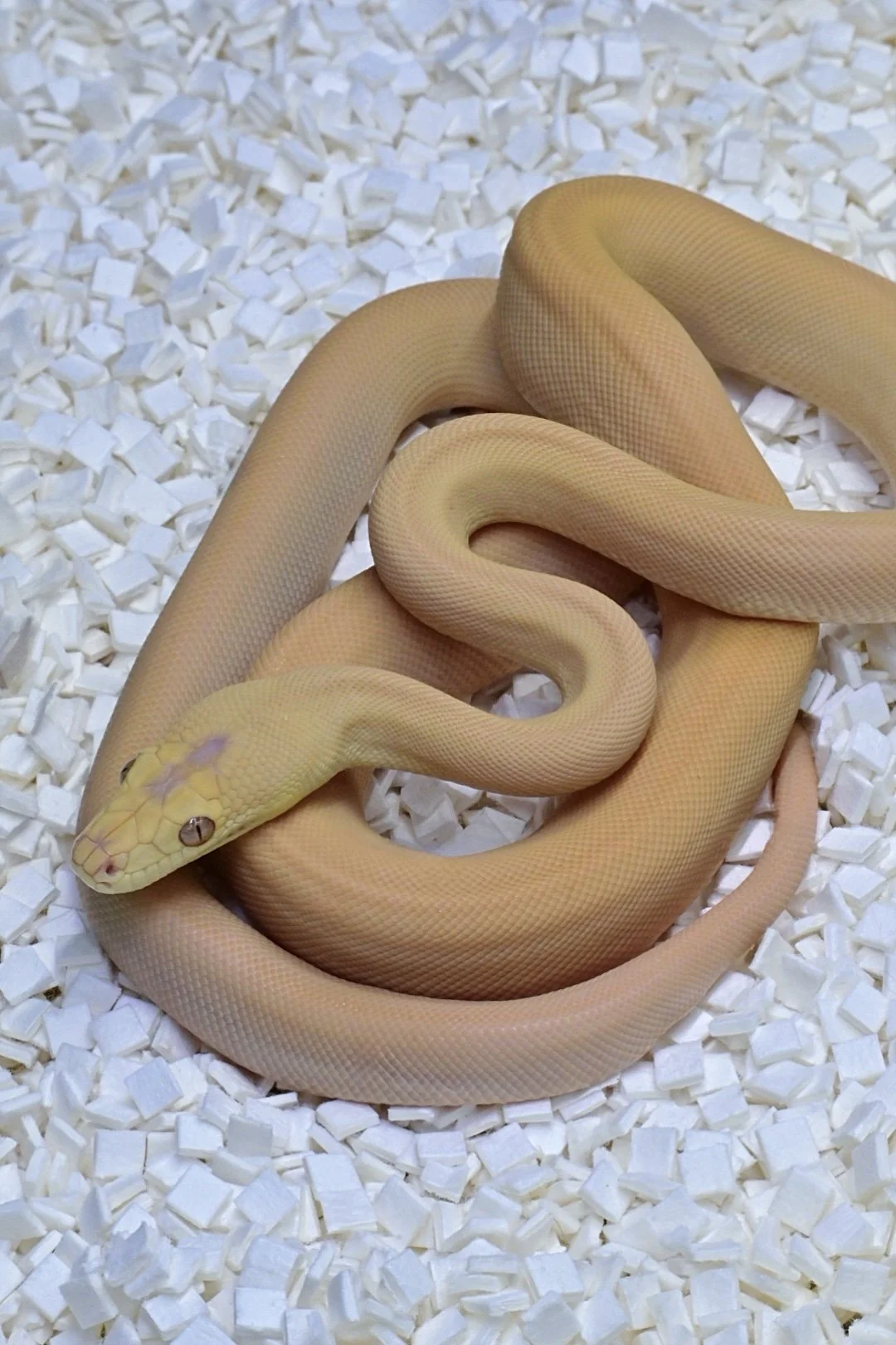 Albino Olive (Male)