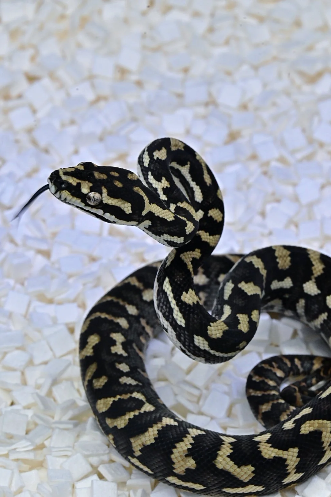 High Yellow Jungle (Male)