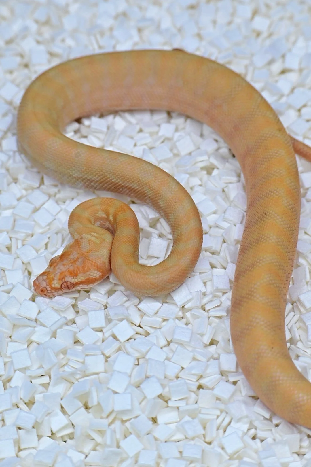 Sunglow 50% Het Axanthic (Female)