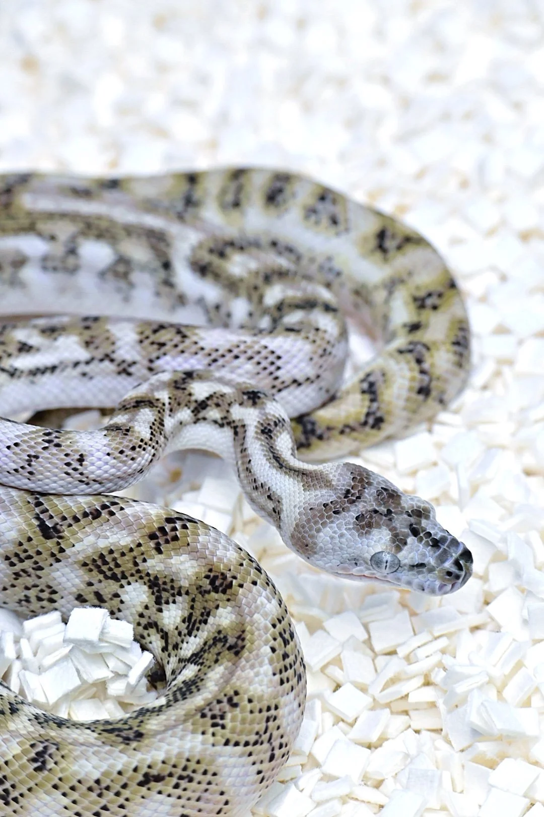 Super Ghost Coastal Jag (Female)