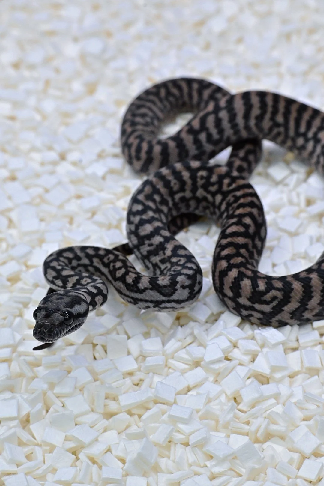 75% MD Silver Pepper (Female)