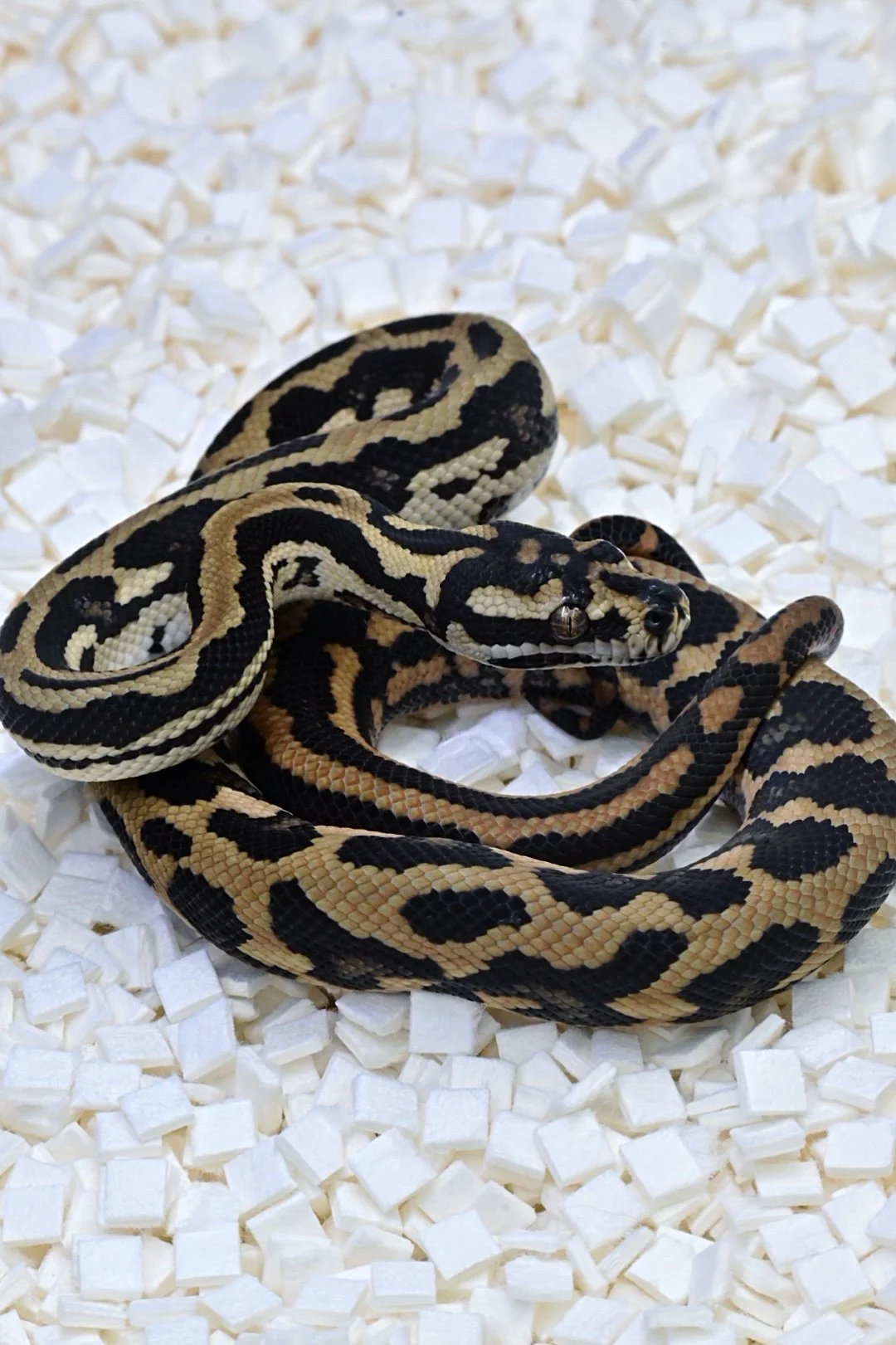 Tiger Jungle 50% Het Axanthic (Male)