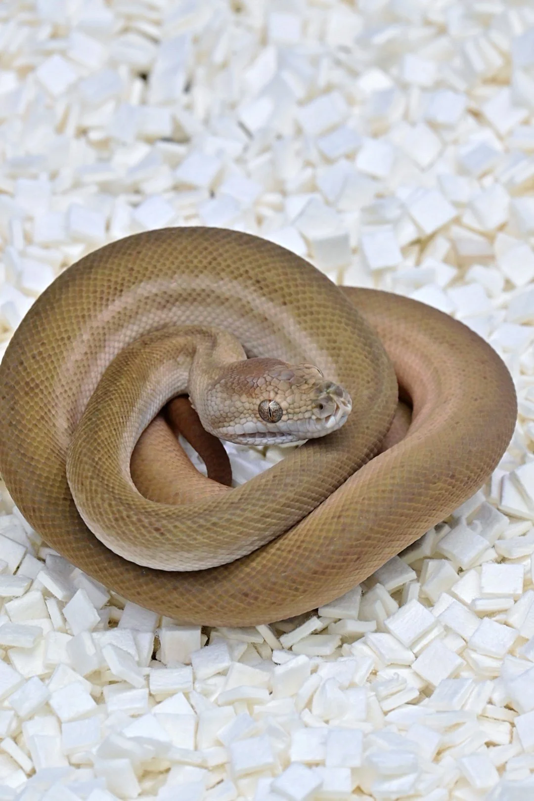 Caramel Super Zebra (Female)