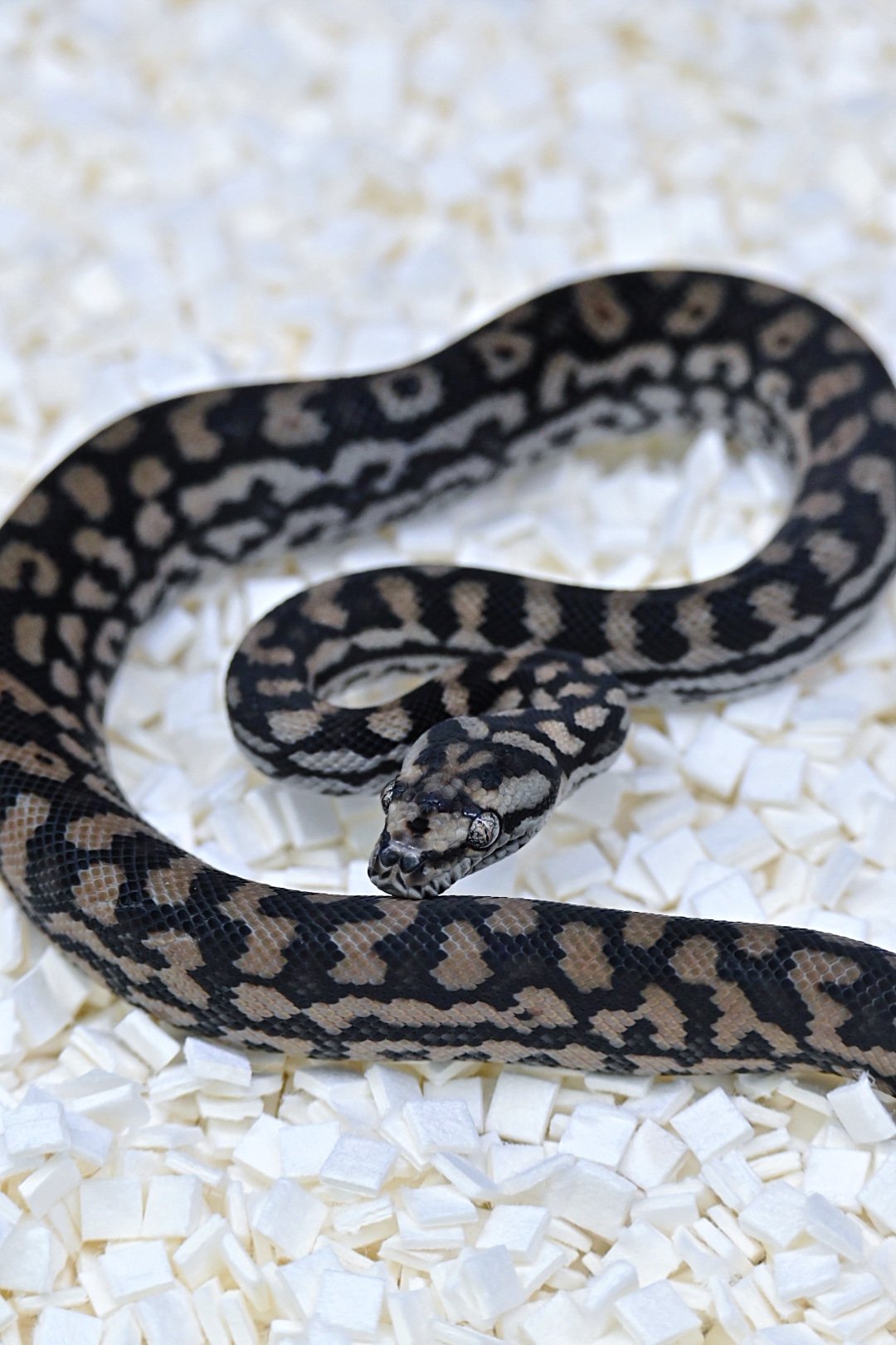 75% Murray Darling 100% Het Silver Pepper (Female)