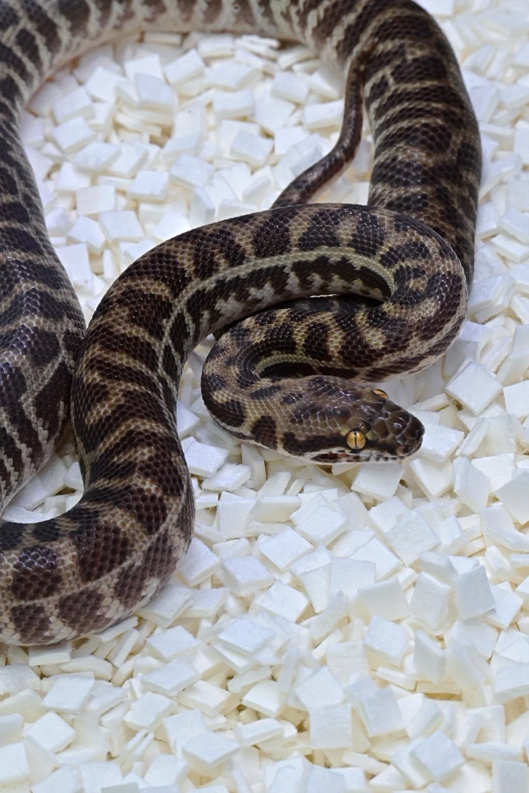 Windorah Stimson's Python (Female)