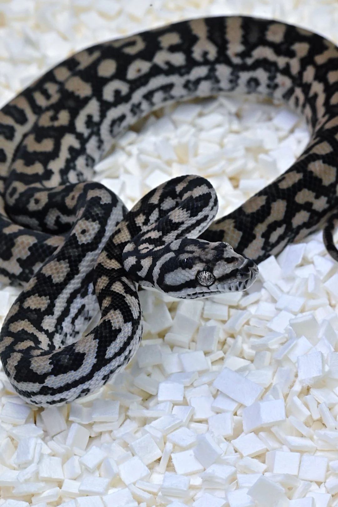 75% MD 100% Het Silver Pepper (Male)