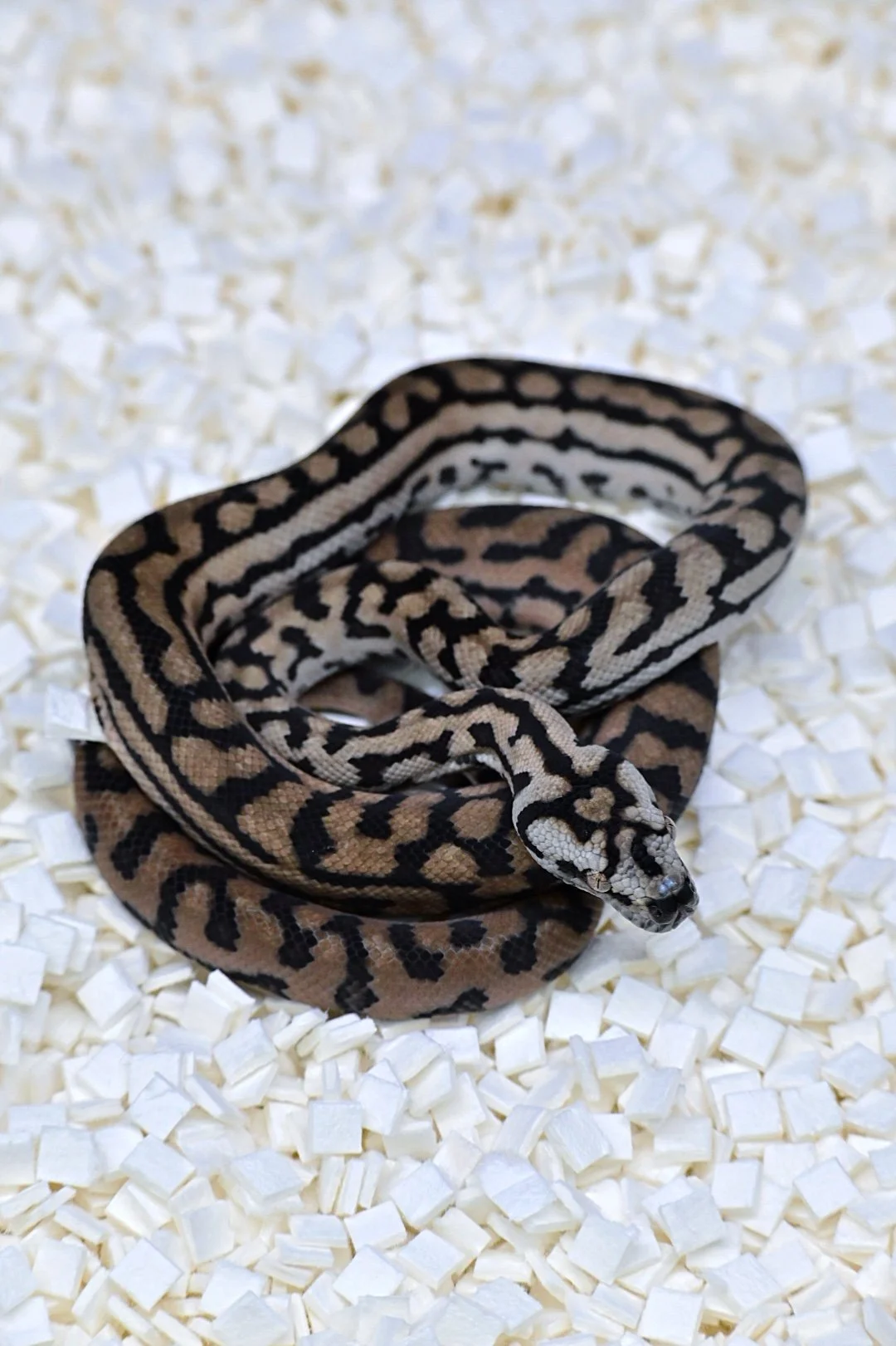 75% MD B&W Jag 100% Het Silver Pepper (Female)