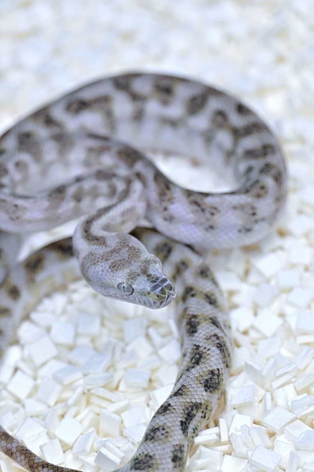 Super Ghost Jag (Female)