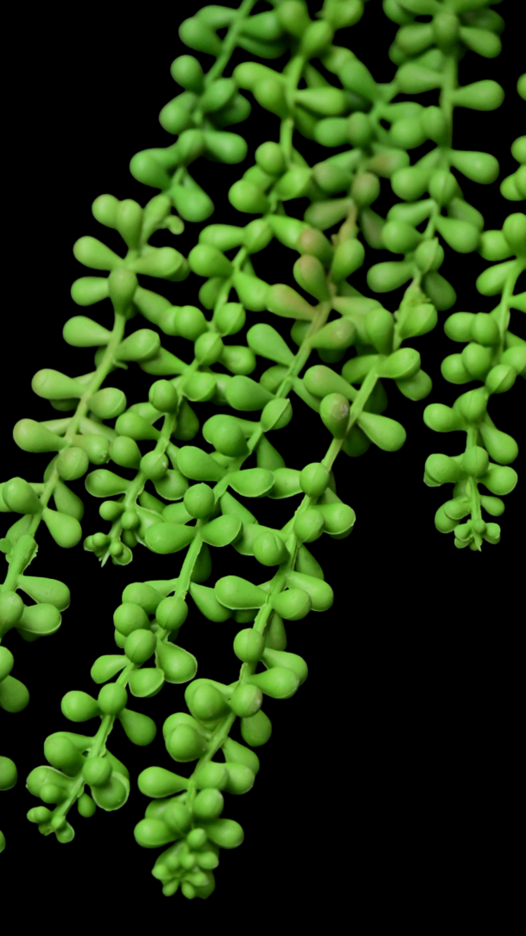 Hanging String of Pearls