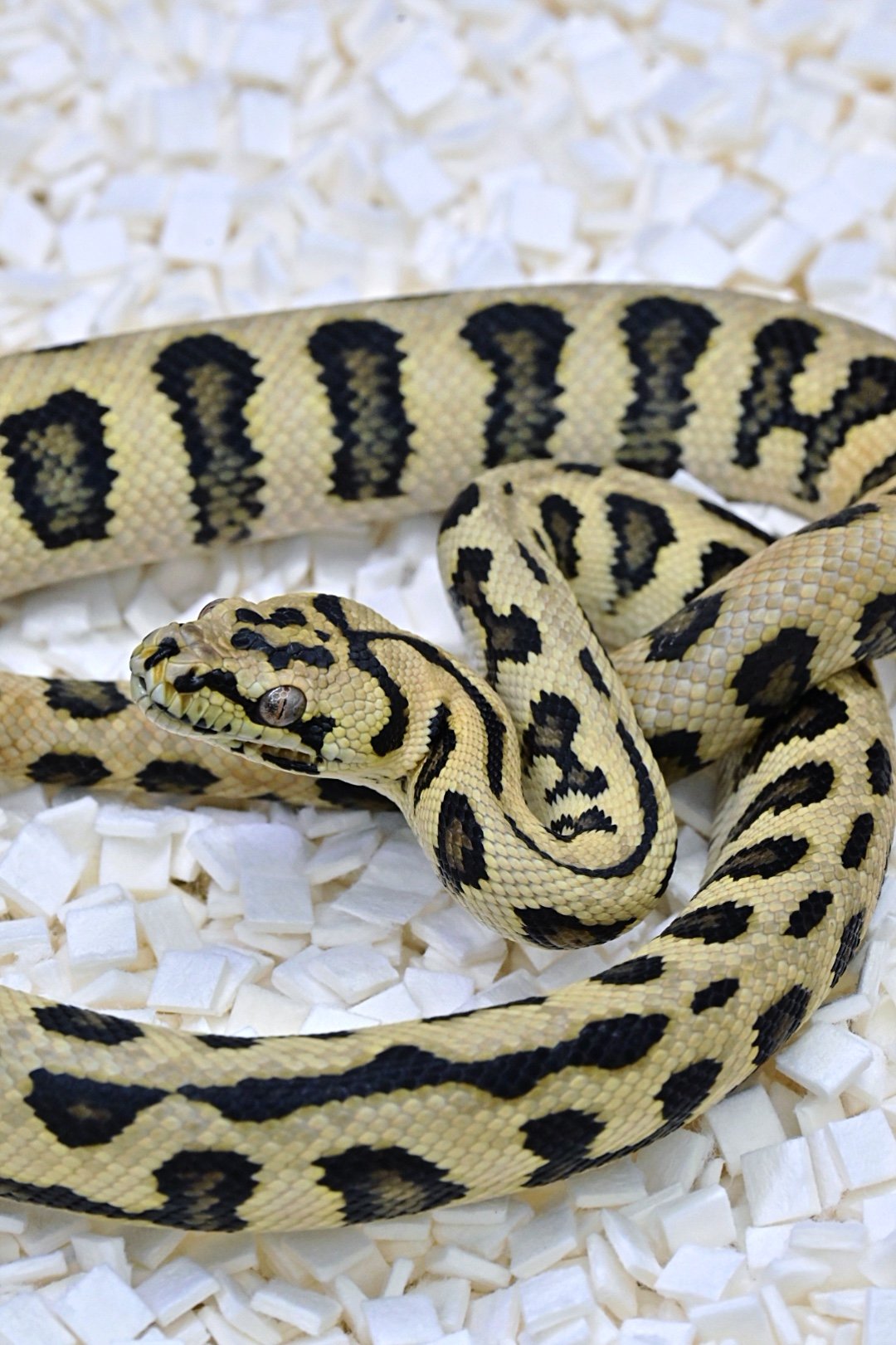 93.75% Jungle Jag 100% Het Axanthic (Female)