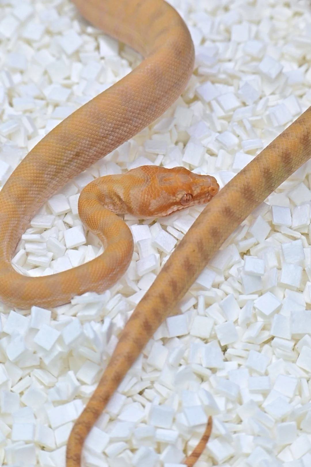 Albino 66% Het Granite (Female)