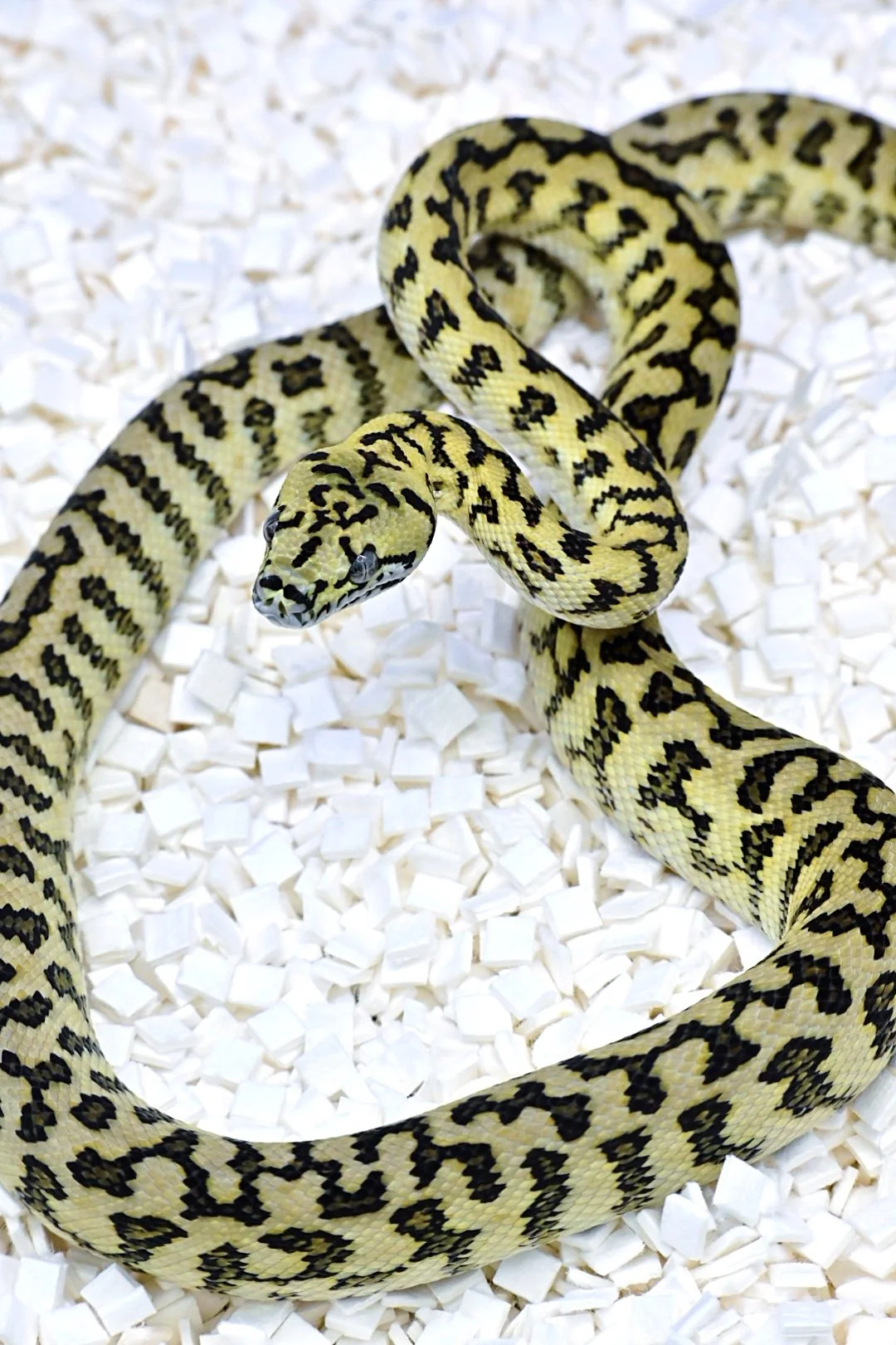 Zebra Jag 100% Het Granite 66% Het Ax (Male)
