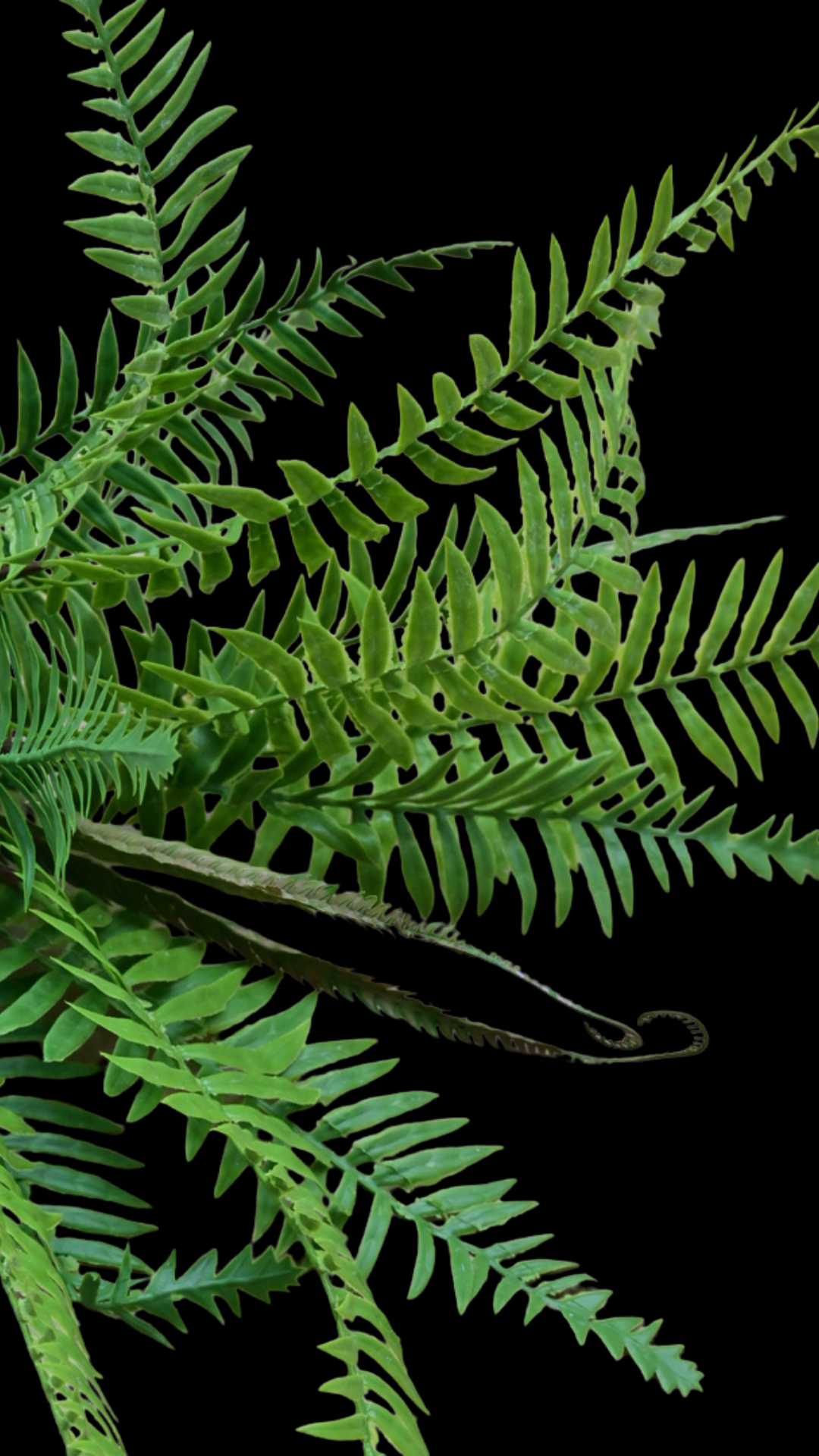 Ostrich Fern Bush