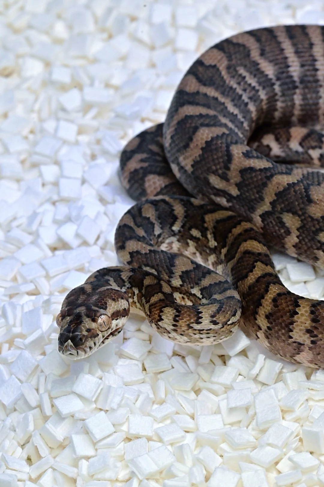 Caramel 66% TH Albino/Ax/Granite (Female)