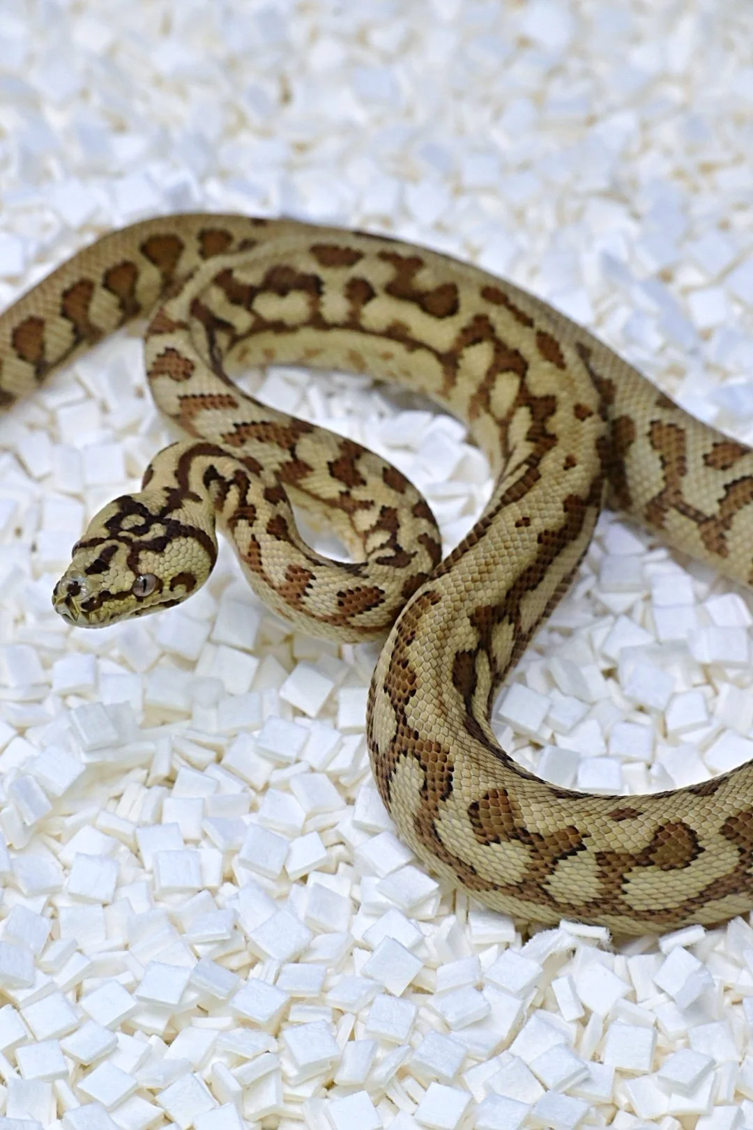 Caramel Zebra Jag (Male)