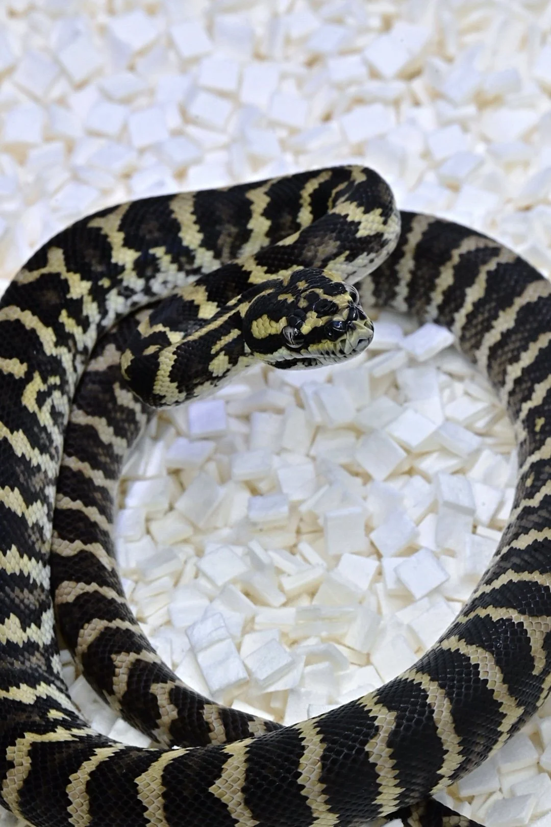 100% Het Granite 66% Het Ax (Male)