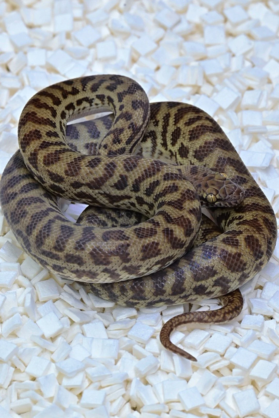 Windorah Stimson's Python (Female)