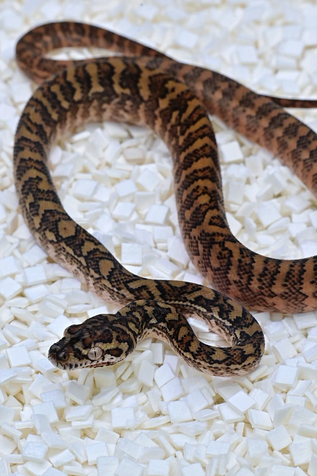 Caramel 66% TH Albino/Ax/Granite (Male)