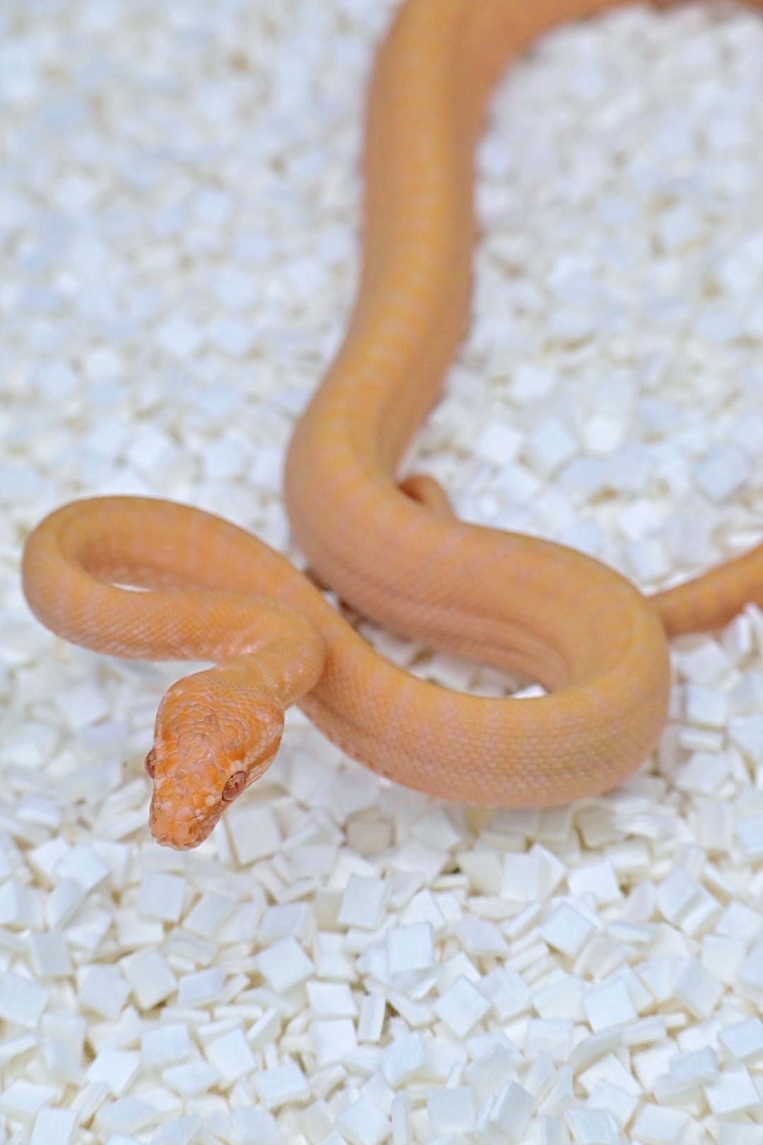 Sunglow Zebra 50% Het Axanthic (Male)