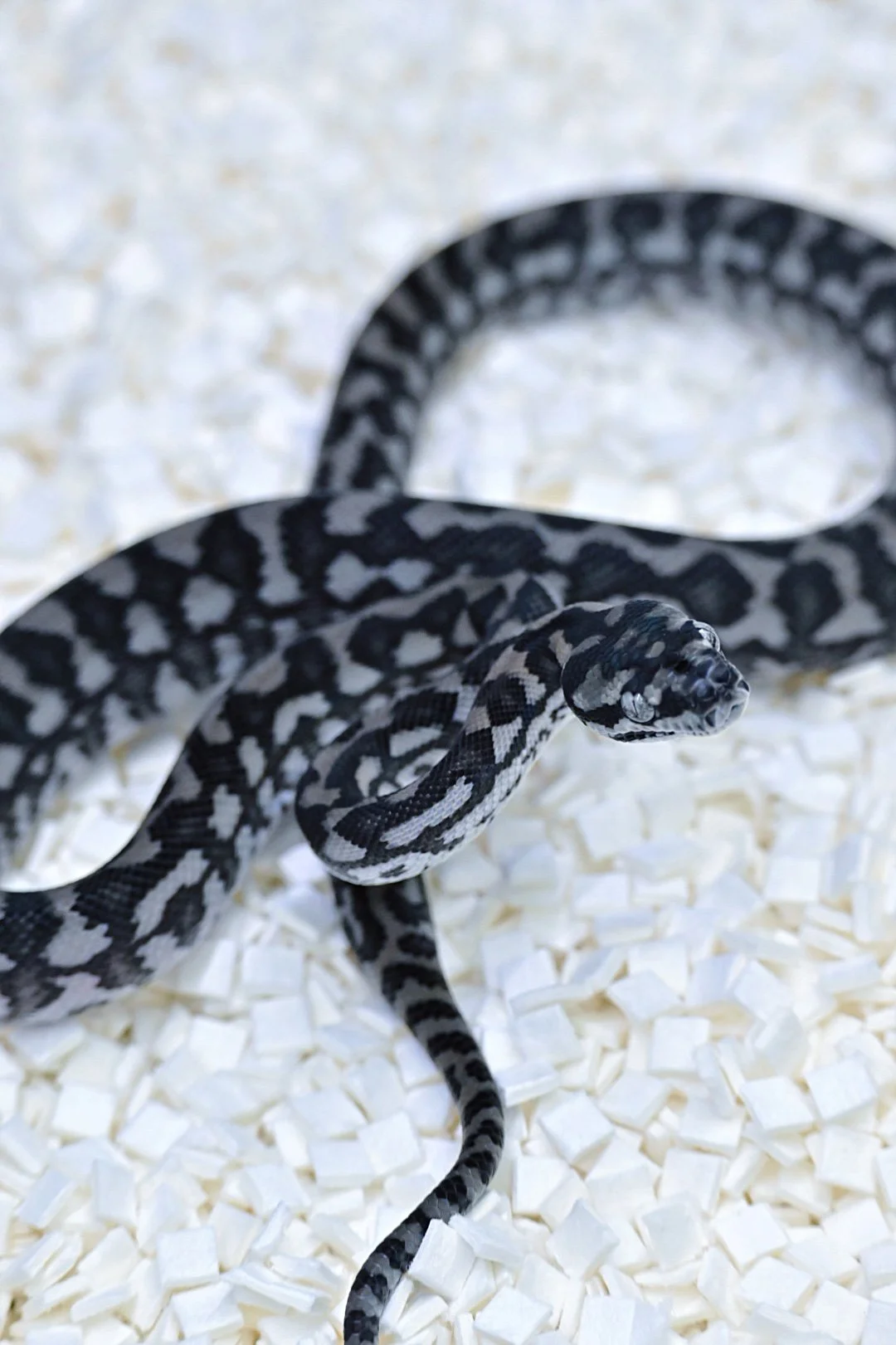 Axanthic 100% Het Granite (Female)