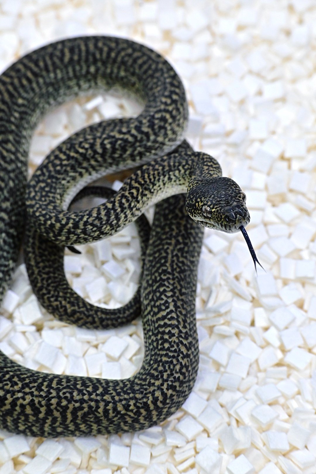 Granite Zebra 50% Het Axanthic (Male)