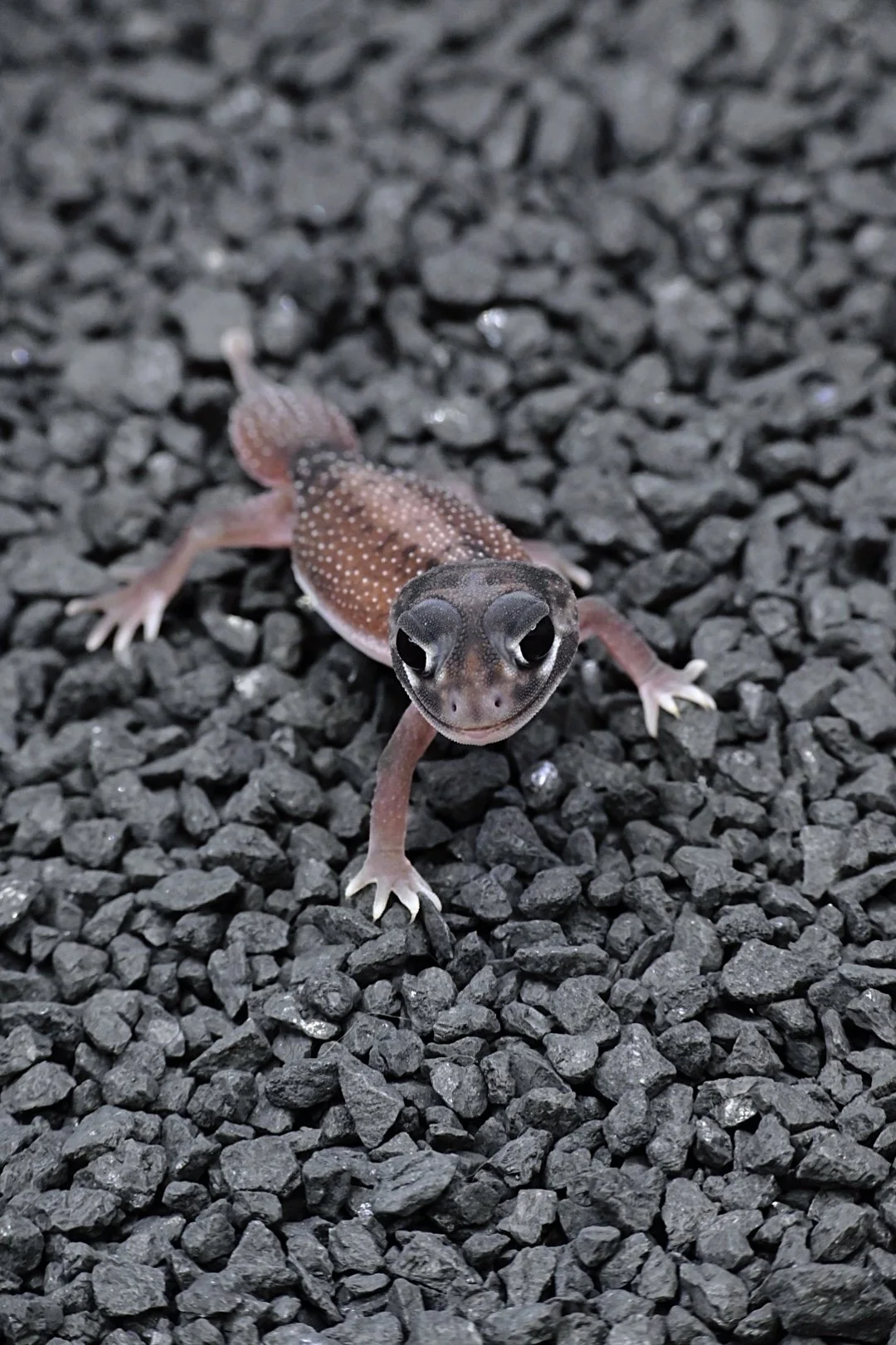 Smooth Knob Tail Gecko 66% DH Albino/ Patternless (unsexed)