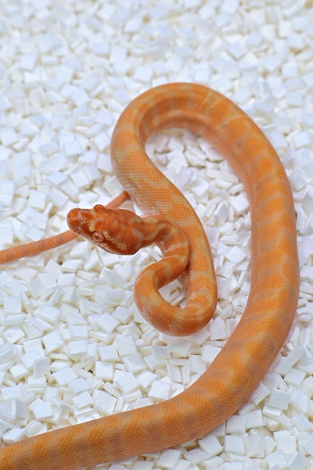 Albino Poss DH (Female)