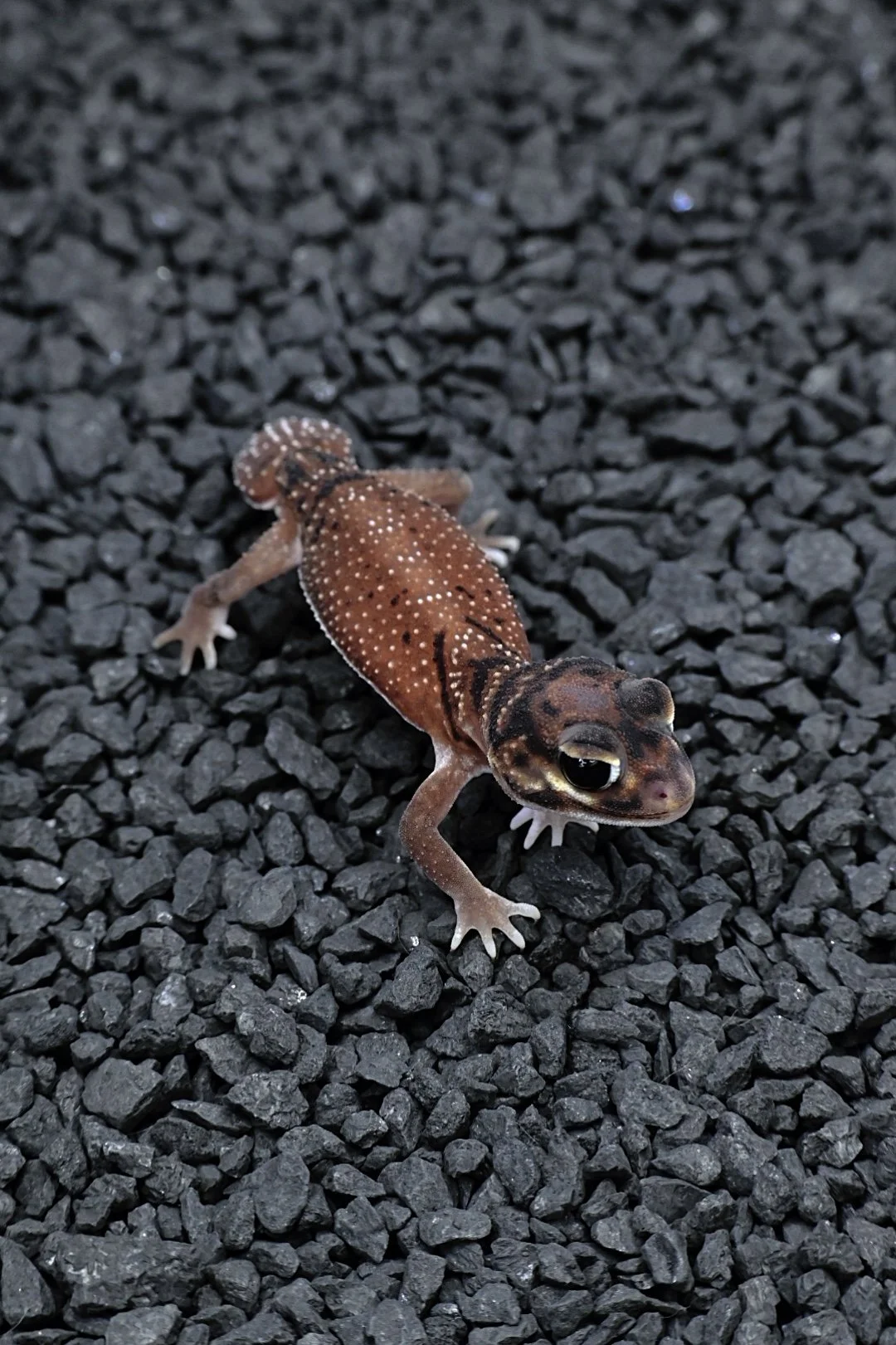 Smooth Knob Tail Gecko 100% Het Patternless (Male)