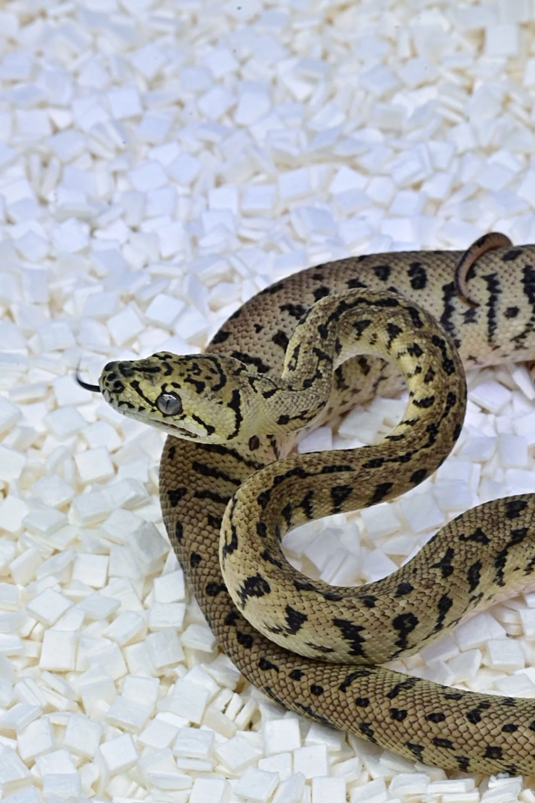 Granite Jag 50% Het Axanthic (Male)
