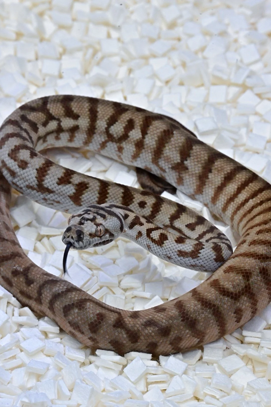 Caramel MD Jag 100% Het Silver Pepper 50% Het Albino (Female)