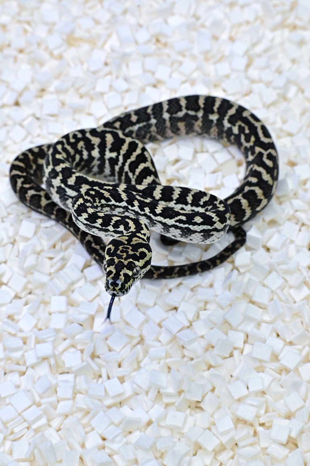 High Yellow Jungle Zebra (Female)