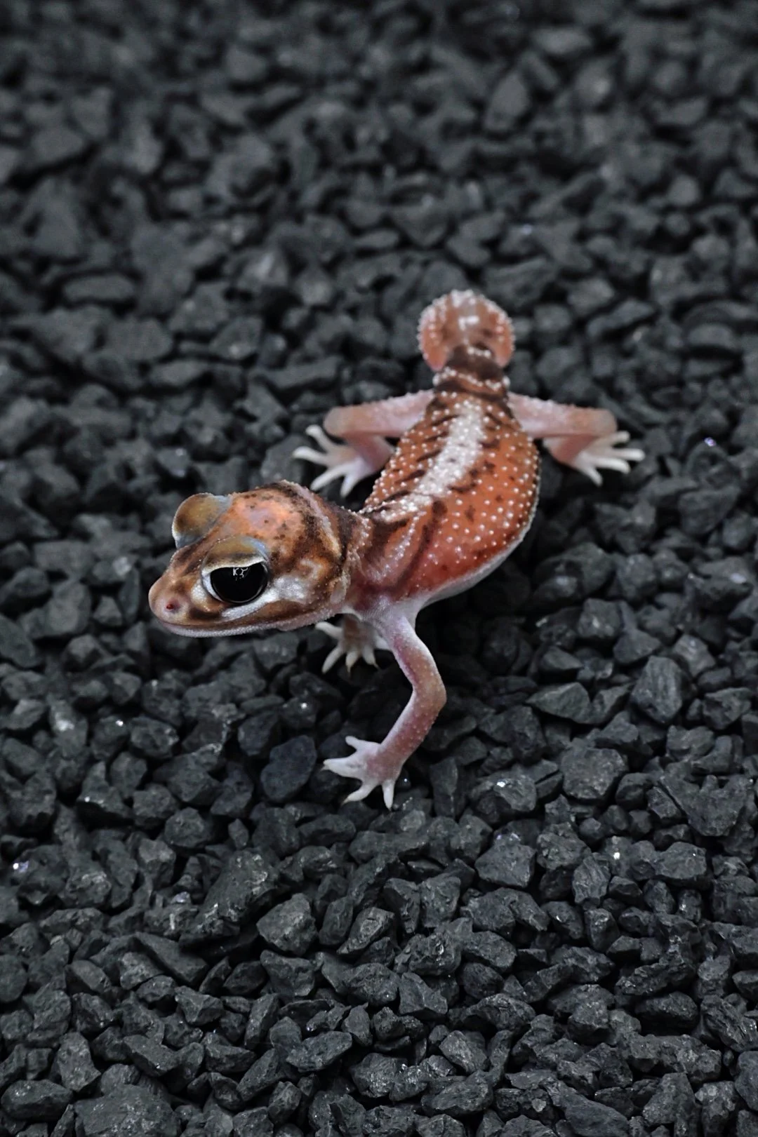 Smooth Knob Tail Gecko High White (Male)