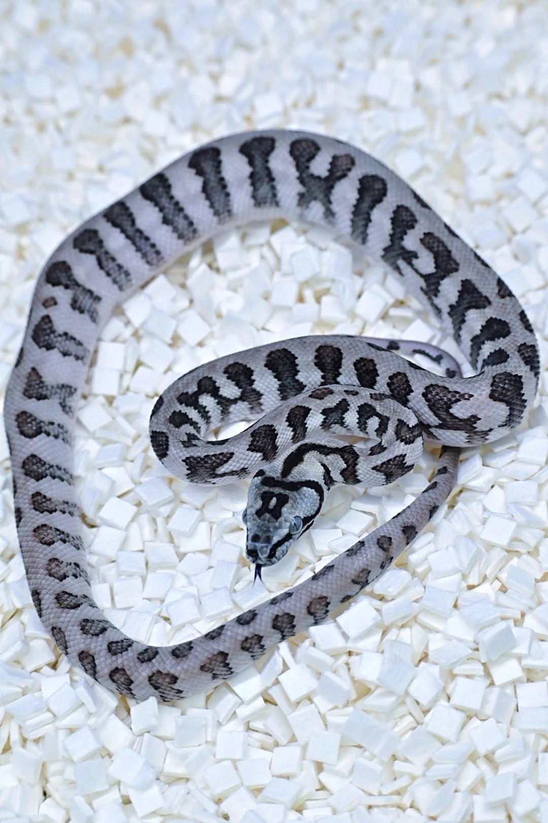 Ghost Jag 100% Het Granite (Male)