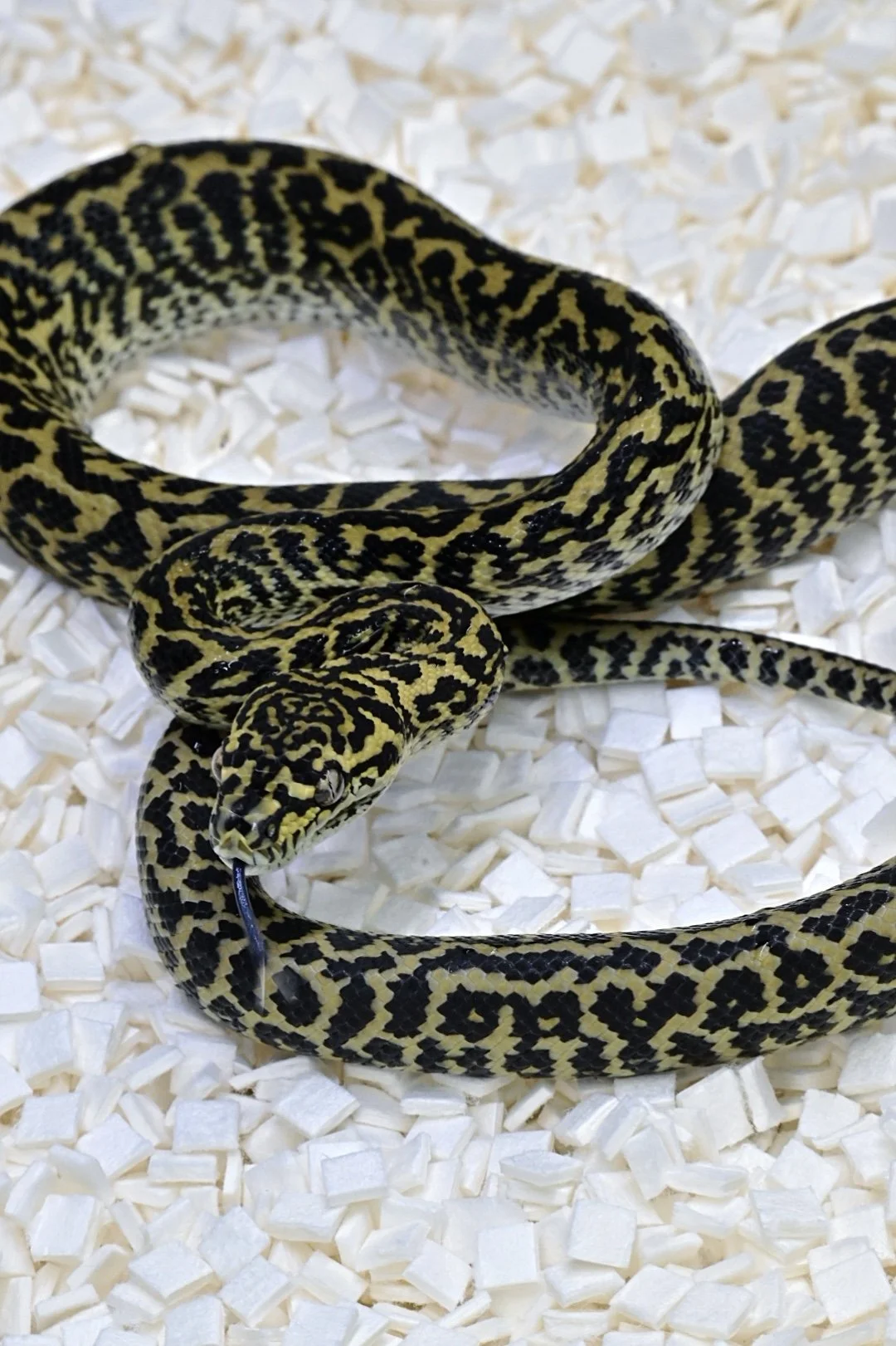 Zebra 100% Het Granite 50% Het Ax (Male)